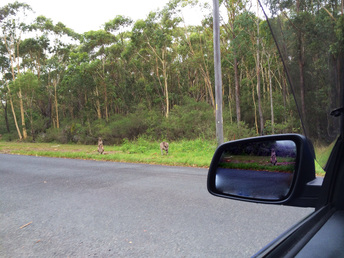 Driving lesson in Nowra